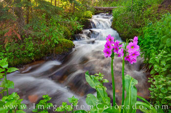 Parry's Primrose near Berthoud Pass 718-1