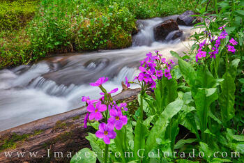 Parry's Primrose near Berthoud Pass 718-3