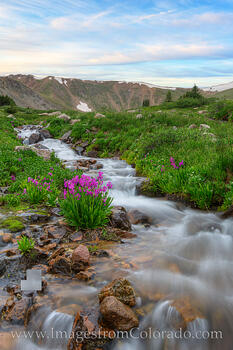 Parry's Primrose on Berthoud Pass 826-1