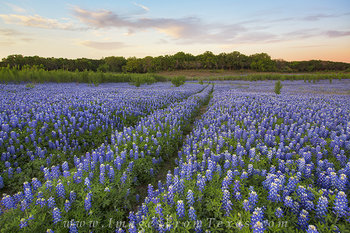 Path Through the Bluebonnets 4