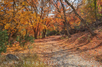 Path through the Bigtooth Maple 1112-1