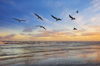 Port Aransas Seagull Sunset 1