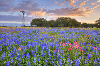 Poteet Wildflowers at Sunrise 319-2