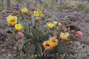 Prickly Pear, Big Bend NP 2