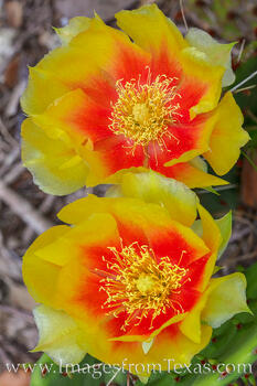 Prickly Pear Spring Blooms 426-1