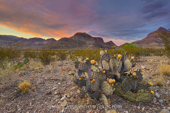 Prickly Pear Sunset at Big Bend 4