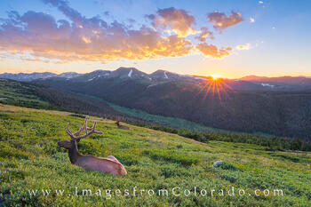 RMNP - Elk at Sunset 1