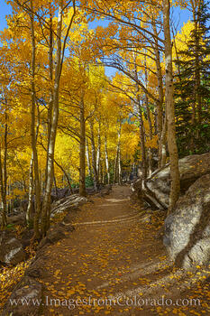 Rocky Mountain Aspen Trail 102-3