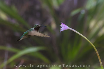 Rain Lilies and a Hummingbird 2