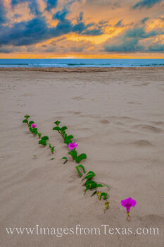 Reaching for the Ocean 608-1