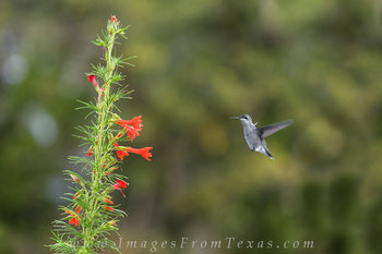 Red Texas Sage and a Hummingbird