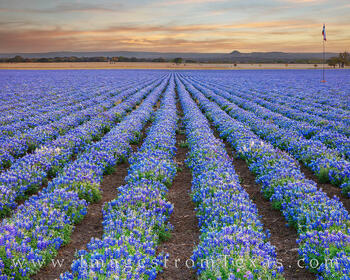 Straight rows of bluebonnets greet the morning sun in the Texas Hill Country.