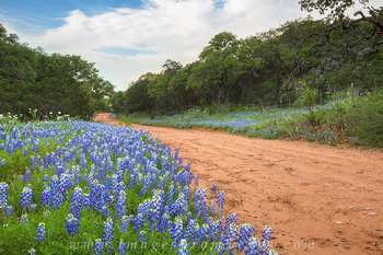 Road to Bluebonnet Heaven 1