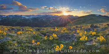 Sunflowers bloom high up in Rocky Mountain National Park - seen here on a colorful summer sunset.