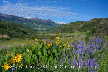 Snowmass Village Morning Wildflowers 1