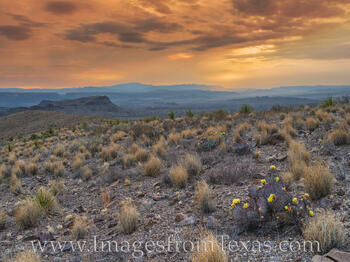 Sotol Vista Prickly Pear Sunset 1