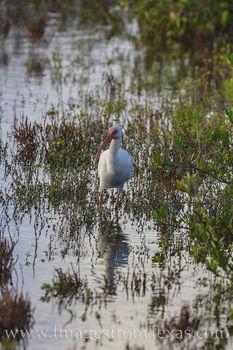 South Padre American White Ibis 1