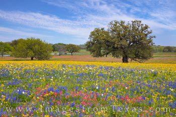 South Texas Wildflower Afternoon 317-1