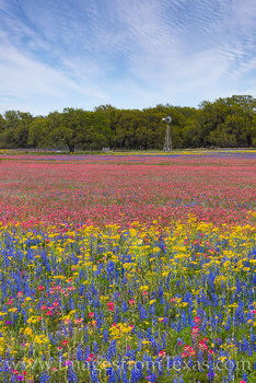 South Texas Wildflower Afternoon 317-3