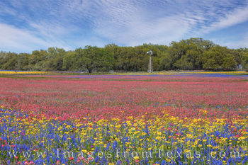 South Texas Wildflower Afternoon 317-4