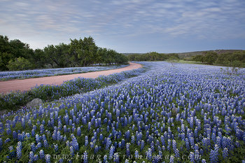 Spring Evening over the Texas Landscape