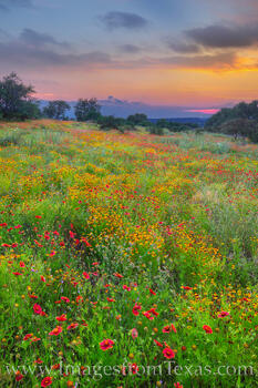 Springtime in the Texas Hill Country 510-3