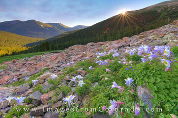 Summer Columbine 1