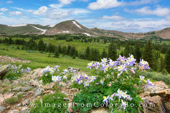 Summer Columbine 2
