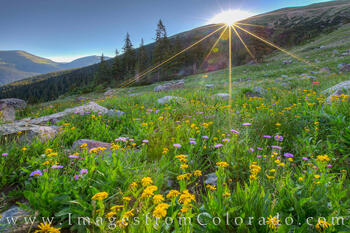 Summer Wildflowers near Winter Park 2