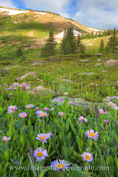 Summer Wildflowers of Berthoud Pass 2