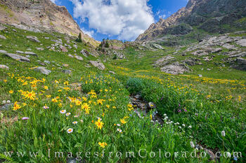 Summit County Wildflowers 618-1