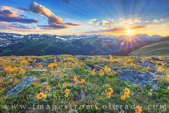 Sunflower Sunset in Rocky Mountain National Park 1