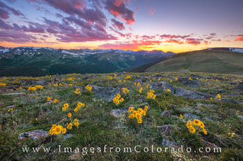 Sunflower Sunset in Rocky Mountain National Park 3