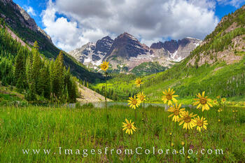 Sunflowers at the Maroon Bells 1
