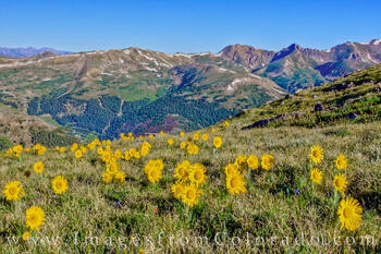 Sunflowers near Loveland Pass, Colorado 1