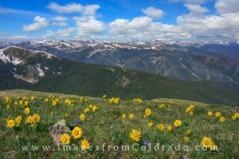 Sunflowers near Winter Park, Colorado 1