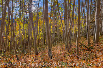 Sunlight through Aspen near Winter Park 106-1