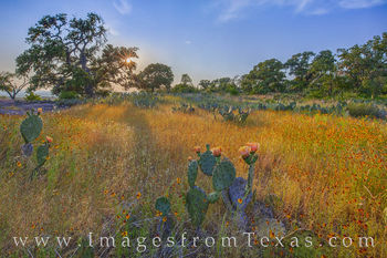 Sunset Gold at Enchanted Rock 428-1