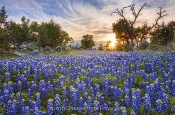 Texas Sunset over Bluebonnets 2