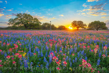 Texas Wildflower Sunrise Glory 319-1