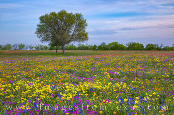 Texas Wildflowers in the Evening 327-3