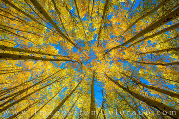 The Aspen Grove in Fall 103-1
