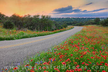 Red wildflowers add beautiful shades of red to the sides of a Hill Country road.