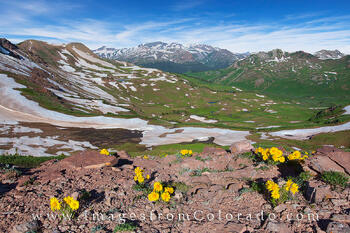 West Maroon Pass Wildflowers 1