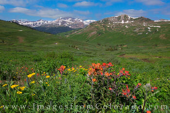 West Maroon Pass Wildflowers 2