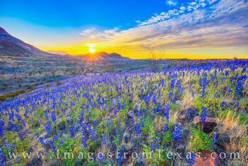 West River Road Bluebonnets,Big Bend 309-2