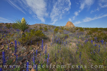 West River Road Bluebonnets, Big Bend 309-4