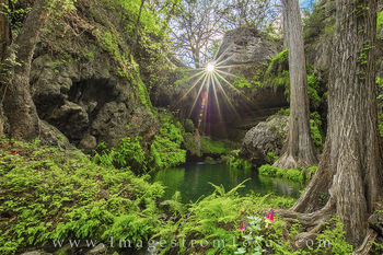 Westcave Preserve Wildflowers 1