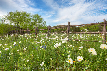 White Poppies along a Wooden Fence