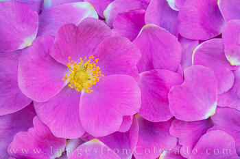 Wild Rose Petals after a Storm 2